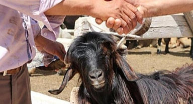 Bu Yıl Kurbanlık Fiyatları Cep Yakacak