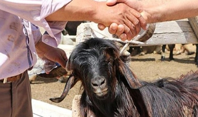 Bu Yıl Kurbanlık Fiyatları Cep Yakacak