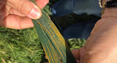 Çiftçi Hububat Alanlarında Pas Hastalığına Karşı Uyarıldı