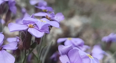 Dağlar Karaman Endemik Çiçeği Obrizya İle Renklendi