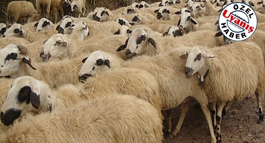 Karaman'da 2 Yılda 460 Yetiştiriciye 40 Bin Küçükbaş Hayvan Desteği Verildi