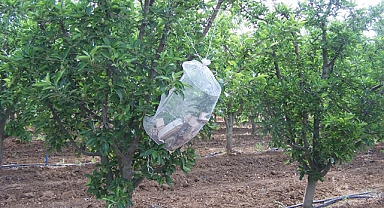 Karaman Tarım ve Orman Müdürlüğü elma üreticilerini uyardı