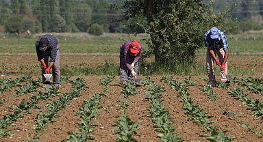 Konya Şeker'den Üreticiye 165 Milyon TL'lik Avans Ödemesi