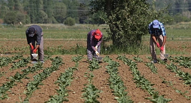 Konya Şeker'den Üreticiye 165 Milyon TL'lik Avans Ödemesi