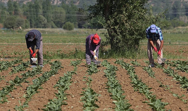 Konya Şeker'den Üreticiye 165 Milyon TL'lik Avans Ödemesi