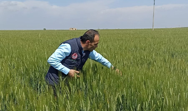 Tarım İl Müdürlüğü’nden Ekili Alanlarda ‘Soğuk Stresi’ Uyarısı