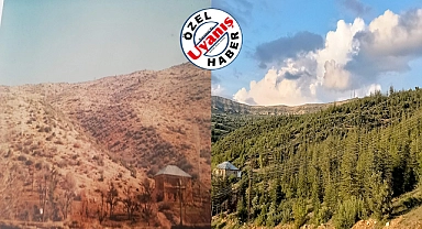 33 Yıl Önce Ağaçlandırılan Dağlık Alan Adeta Orman Oldu