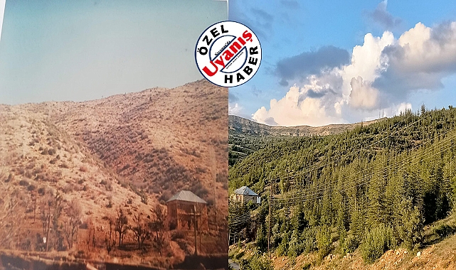 33 Yıl Önce Ağaçlandırılan Dağlık Alan Adeta Orman Oldu