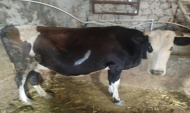 Aç kurtlar büyükbaş hayvanlara saldırdı