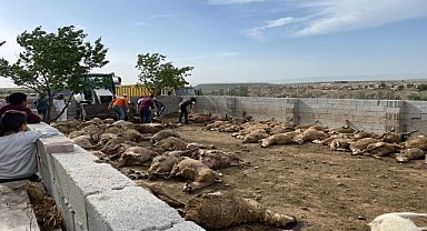 Ahıra giren kurtlar 170 küçükbaş hayvanı telef etti