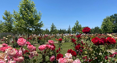 Ayrancı Mezarlığı gül bahçesi gibi