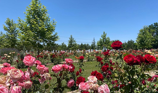 Ayrancı Mezarlığı gül bahçesi gibi