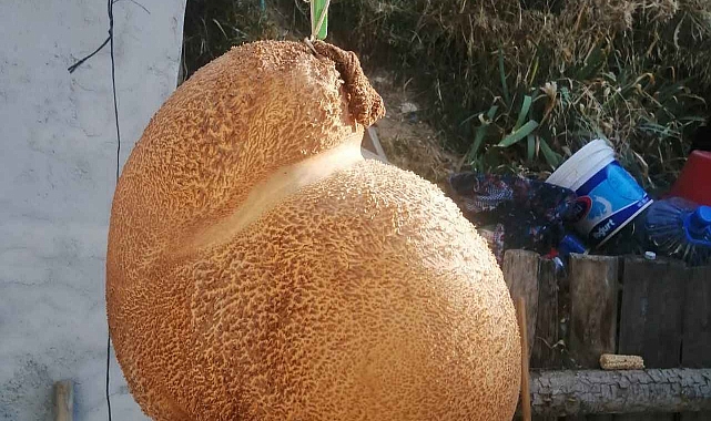 Başyayla Karın Kaymağı da Artık coğrafi işaretli