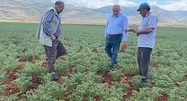 Karaman'da Nohut Tarlalarında Antraknoz Hastalığı Görülmeye Başladı
