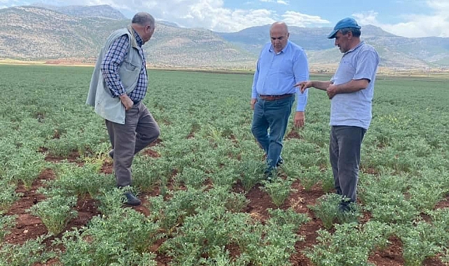 Karaman'da Nohut Tarlalarında Antraknoz Hastalığı Görülmeye Başladı