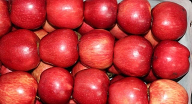 KTB'den 'Karaman Elmasına Coğrafi işaret alınması' başvurusu