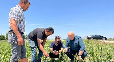 Karaman tarımında asrın felaketi
