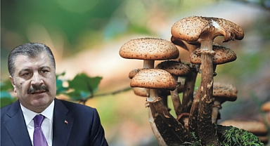 Sağlık Bakanı Koca'dan mantar zehirlenmelerine karşı uyarı