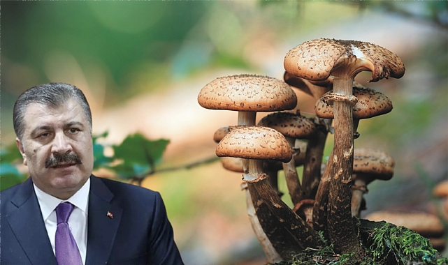 Sağlık Bakanı Koca'dan mantar zehirlenmelerine karşı uyarı