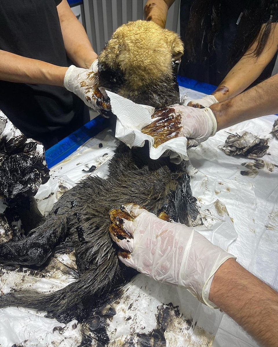 Zifte yapışan köpekler belediye personelince kurtarıldı