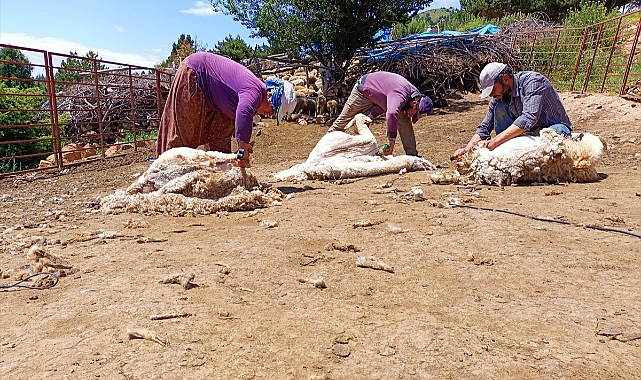 2 bin 133 rakımlı yaylada koyunları kırkıyorlar