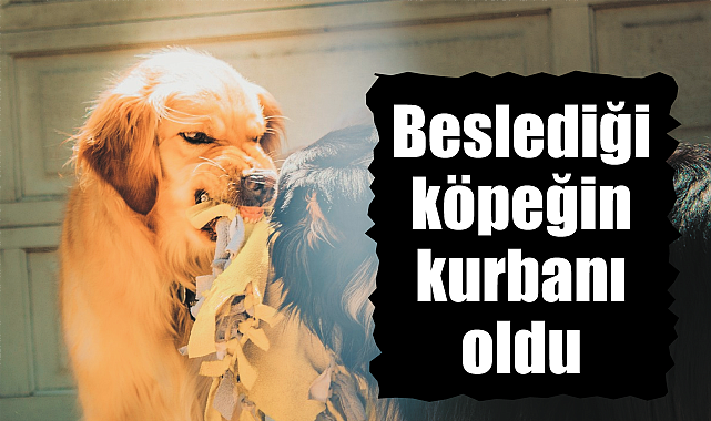Beslediği köpeğin kurbanı oldu