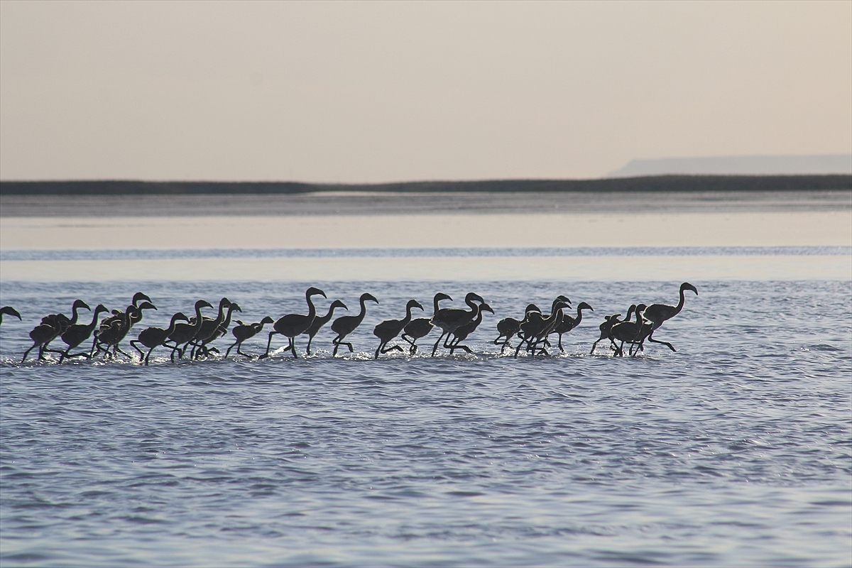 Flamingo yavruları Tuz Gölü'nde büyüyor