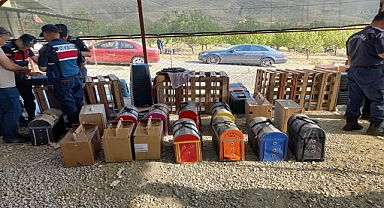 Horoz dövüştüren 71 kişi gözaltına alındı