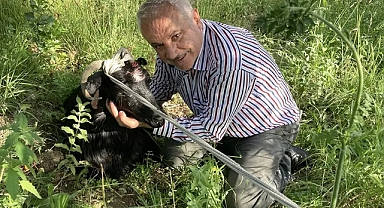 İnatçı keçi özgürlük sembolü oldu