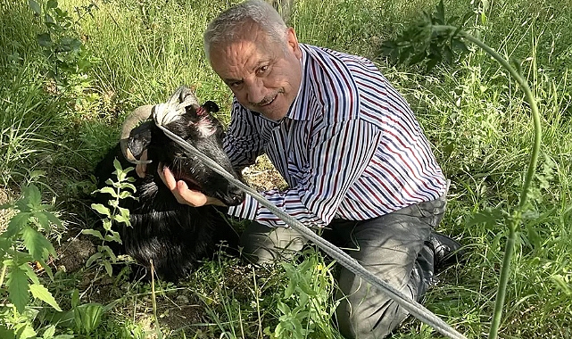 İnatçı keçi özgürlük sembolü oldu 