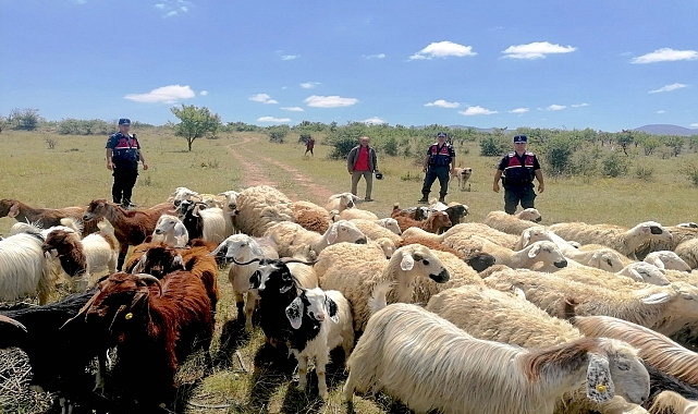 Jandarma ekipleri kayıp koyunları dronla buldu