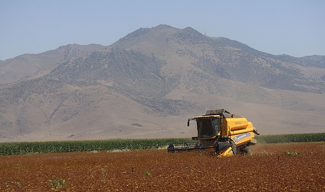 Karabuğday hasadı yapıldı