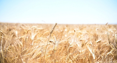 Karaman'da Hububat Rekoltesinde Büyük Artış
