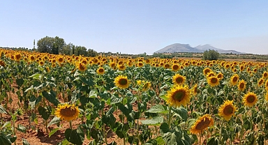 Kıraç Alanlarda Yağlık Ayçiçeği Denemeleri Yapıldı