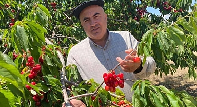 Kiraz dalında kaldı