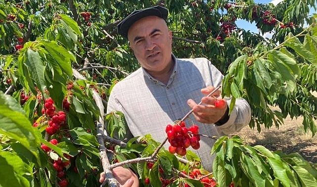 Kiraz dalında kaldı