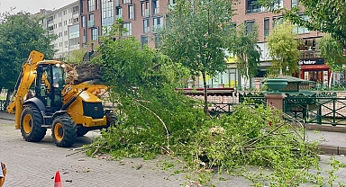 Kuvvetli rüzgar ağacı devirdi