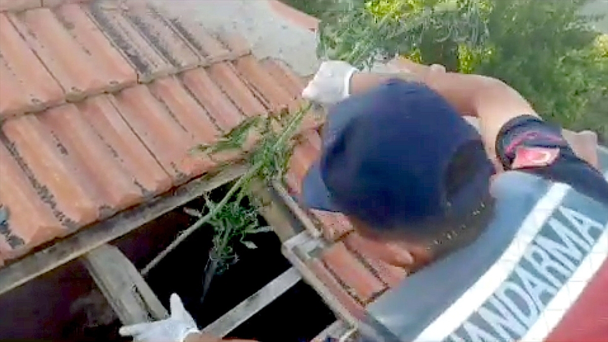 Müstakil evin çatısında kenevir kurutan şüpheli yakalandı