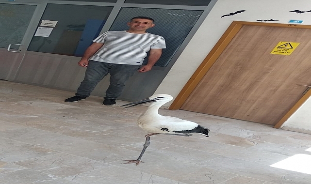 Okul müdürü, yuvadan düşen leylek yavrusunu yeniden çatıya çıkardı