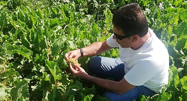 Pancar ve  Ayçiçeği üreticisine Karadrina uyarısı