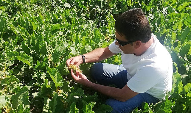 Pancar ve Ayçiçeği üreticisine Karadrina uyarısı