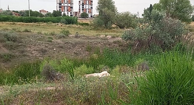 Sahipsiz köpeği öldüren kişi gözaltına alındı