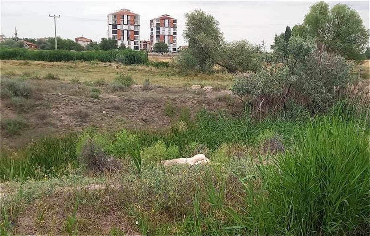 Sahipsiz köpeği öldüren kişi gözaltına alındı