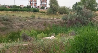 Sahipsiz köpeği öldüren kişi gözaltına alındı