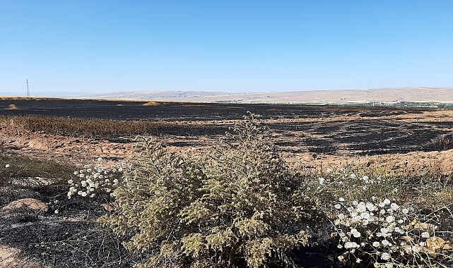 Yaklaşık 450 dönüm tahıl ekili alan yandı