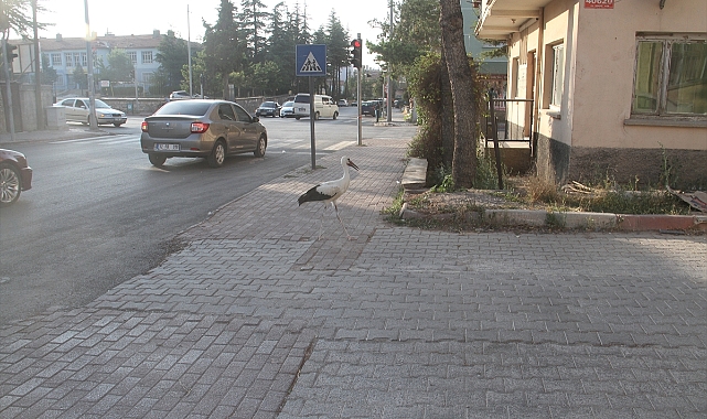 Yaralı leylek koruma altına alındı