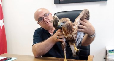 Yaralı şahin bulundu