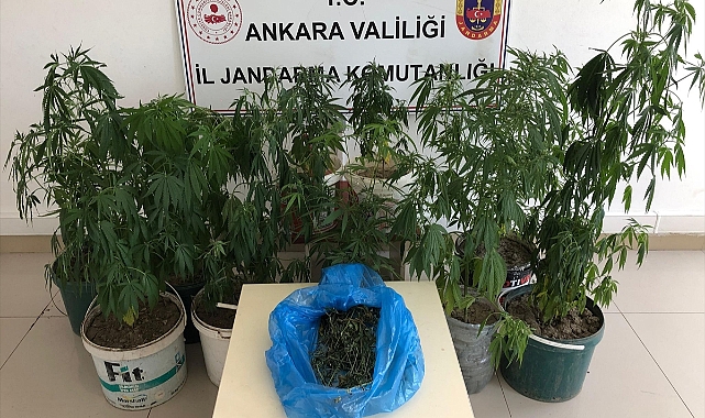 Evinde Hint keneviri yetiştiren kişi yakalandı