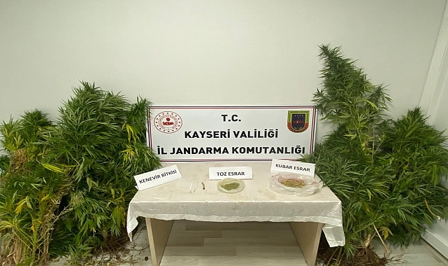Evinde Hint keneviri yetiştiren kişi yakalandı