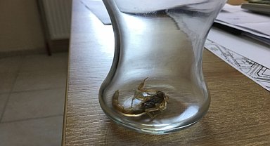 Evlerinde akrep sokan çocuk hastanelik oldu